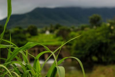 Close-up of grass growing in field