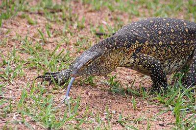 Side view of a lizard on land