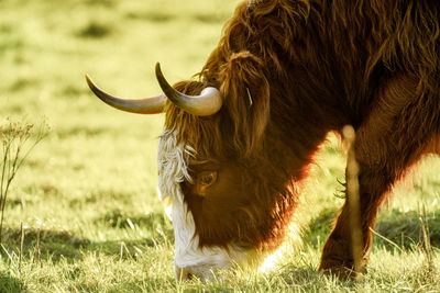 Close-up of a horse on field