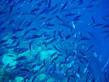 Fish swimming in sea