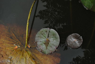 Reflection of trees in water