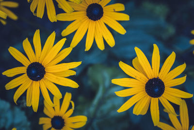 Yellow flowers blooming outdoors