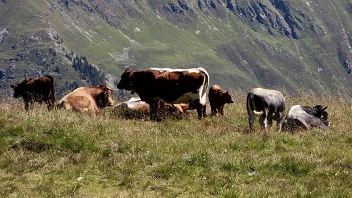 Cows on landscape