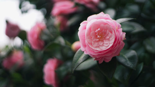 Close-up of pink flowers blooming in park