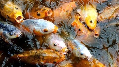 Close-up of fish in sea