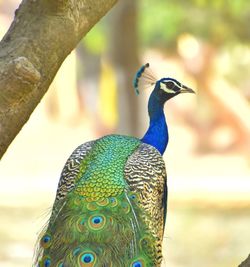 Close-up of peacock