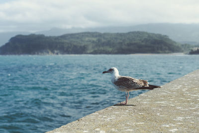 Seagull perching on a wall