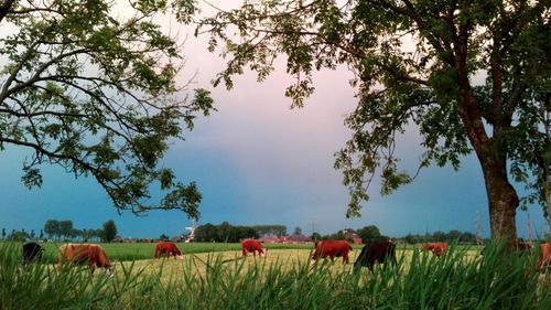 Trees on landscape