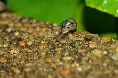 Close-up of frog on rock