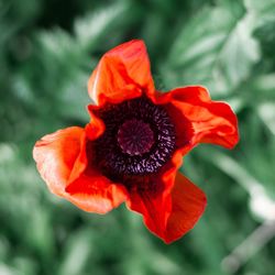 Close-up of orange rose flower