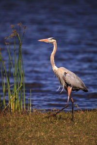 High angle view of gray heron on beach