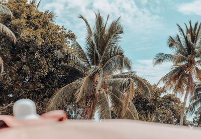 Close-up of palm tree against sky