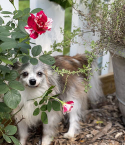 You dog in rose bush 