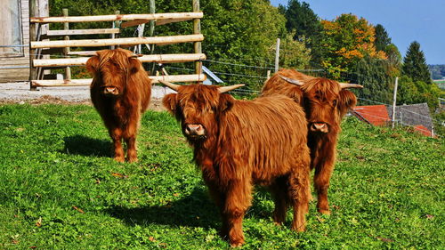 Horses in a field