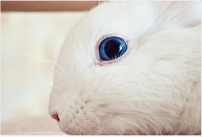 Portrait of rabbit