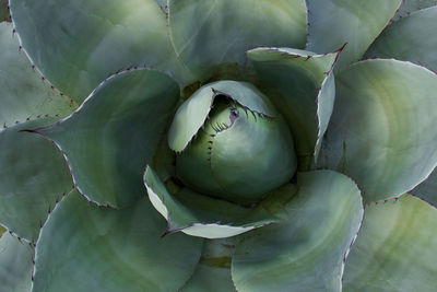 High angle view of succulent plant