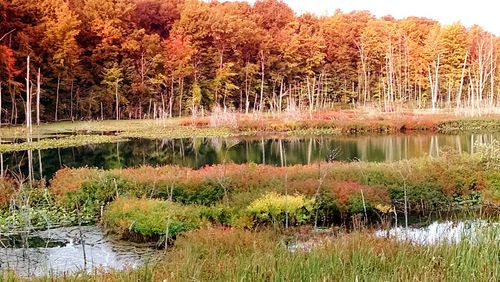 Reflection of trees in lake