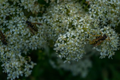 Close-up of bee pollinating on flower