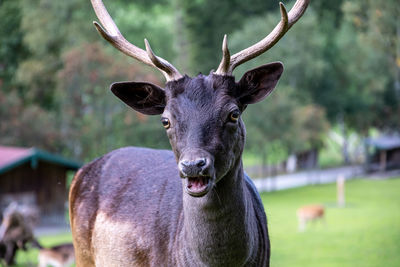 Close-up portrait of deer