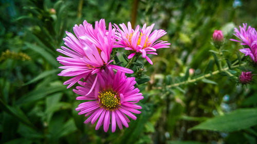 Close-up of pink flowers