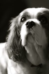 Close-up of dog