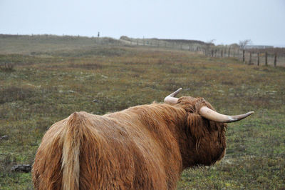 Highland cattle standing on land