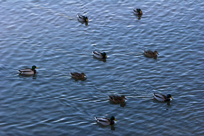 Ducks swimming in lake