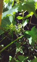 Close-up of plants