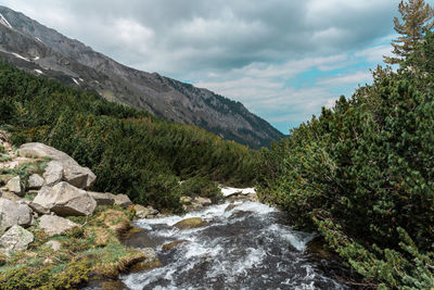 Scenic view of river flowing amidst plants against sky