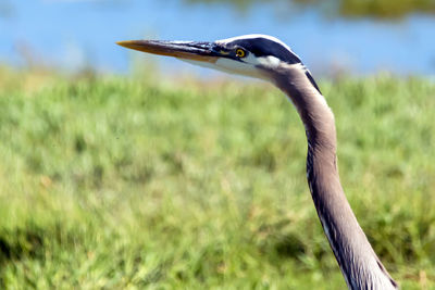 Close-up of heron on field