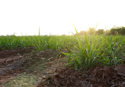 Plants growing on field against clear sky