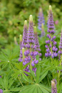 Purple lupine in a nature