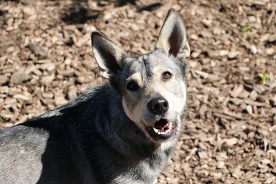 Portrait of dog on field