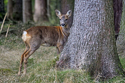 Side view of giraffe on field in forest