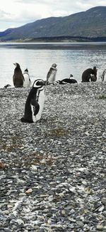 View of birds on beach against lake