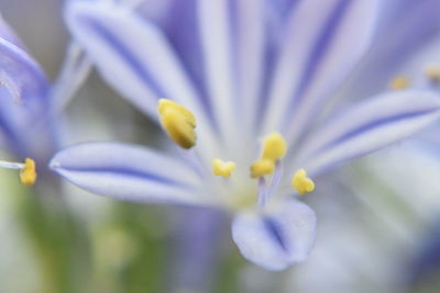 Close-up of white crocus flower