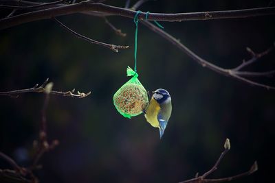 Close-up of bird perching on branch