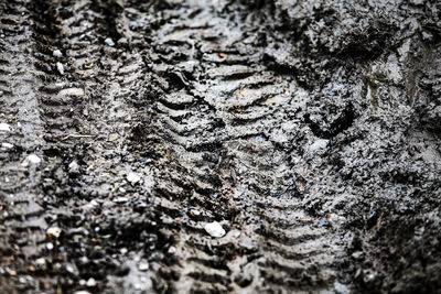 Full frame shot of tree trunk