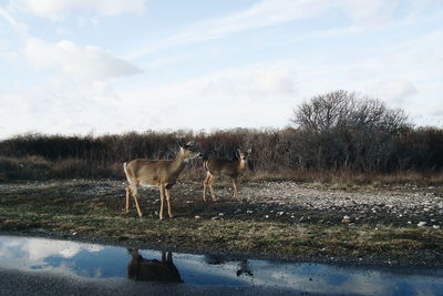 Horses on field against sky