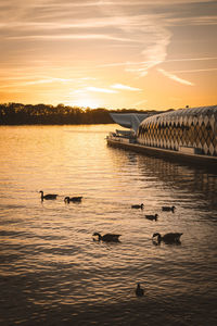 Ducks swimming in lake against sky during sunset