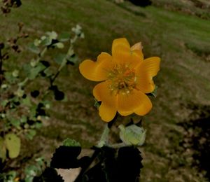 Close-up of yellow flowering plant