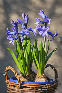 Close-up of purple flowering plant