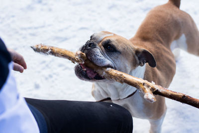 Dog carrying stick in mouth by owner on snow