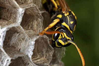 Paper wasp building the nest