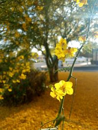 Close-up of yellow flowering plant