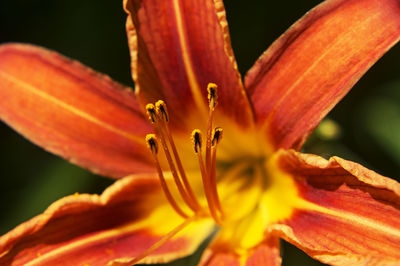 Close-up of pink flower