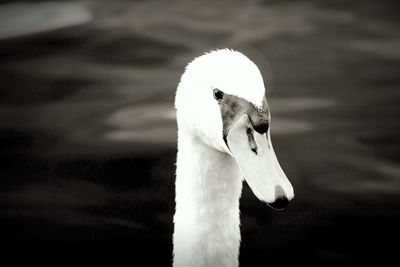 Close-up of swan swimming in lake