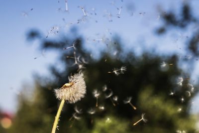 Close-up of dandelion against sky