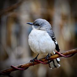 Close-up of bird perching on branch