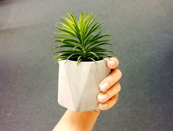 Cropped hand holding houseplant against wall